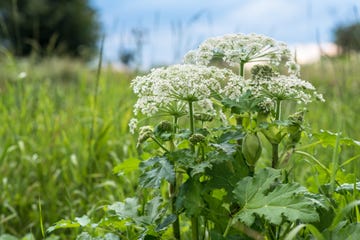invasive plants giant hogweed