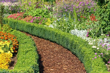 setos y arbustos en el jardín