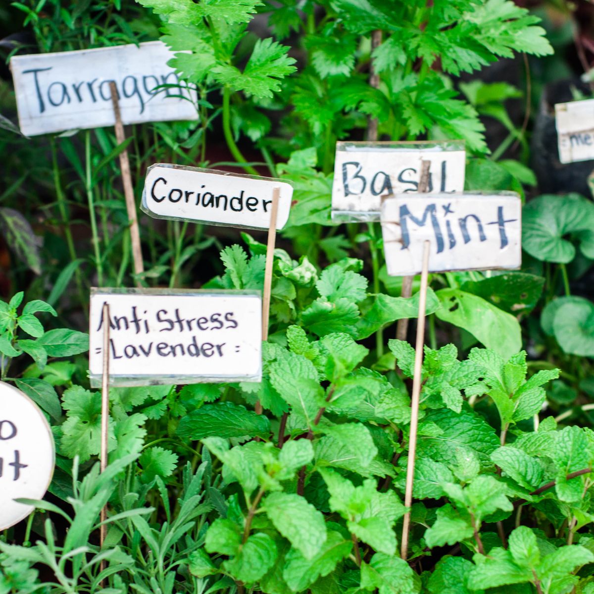 11 Types of Mint to Grow in Your Garden