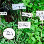 variety of herbs in the garden with labels