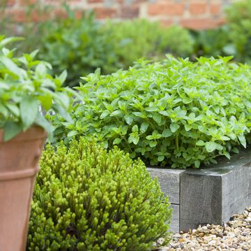 fresh herbs growing in a garden, oregano plant in a container, uk garden details