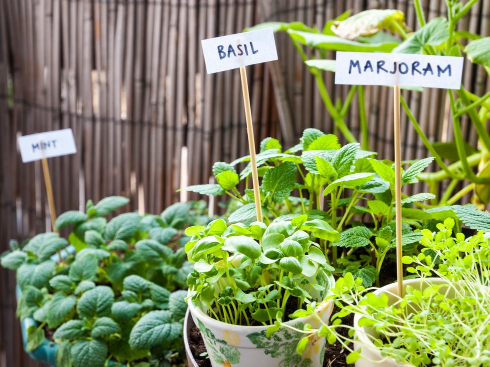 herb garden on a balcony