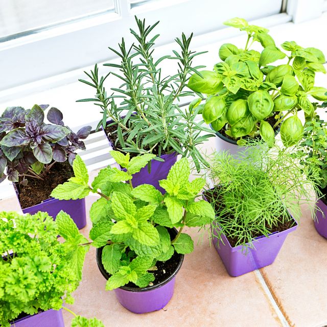 Herb Garden Seedling Plants in Retail Containers