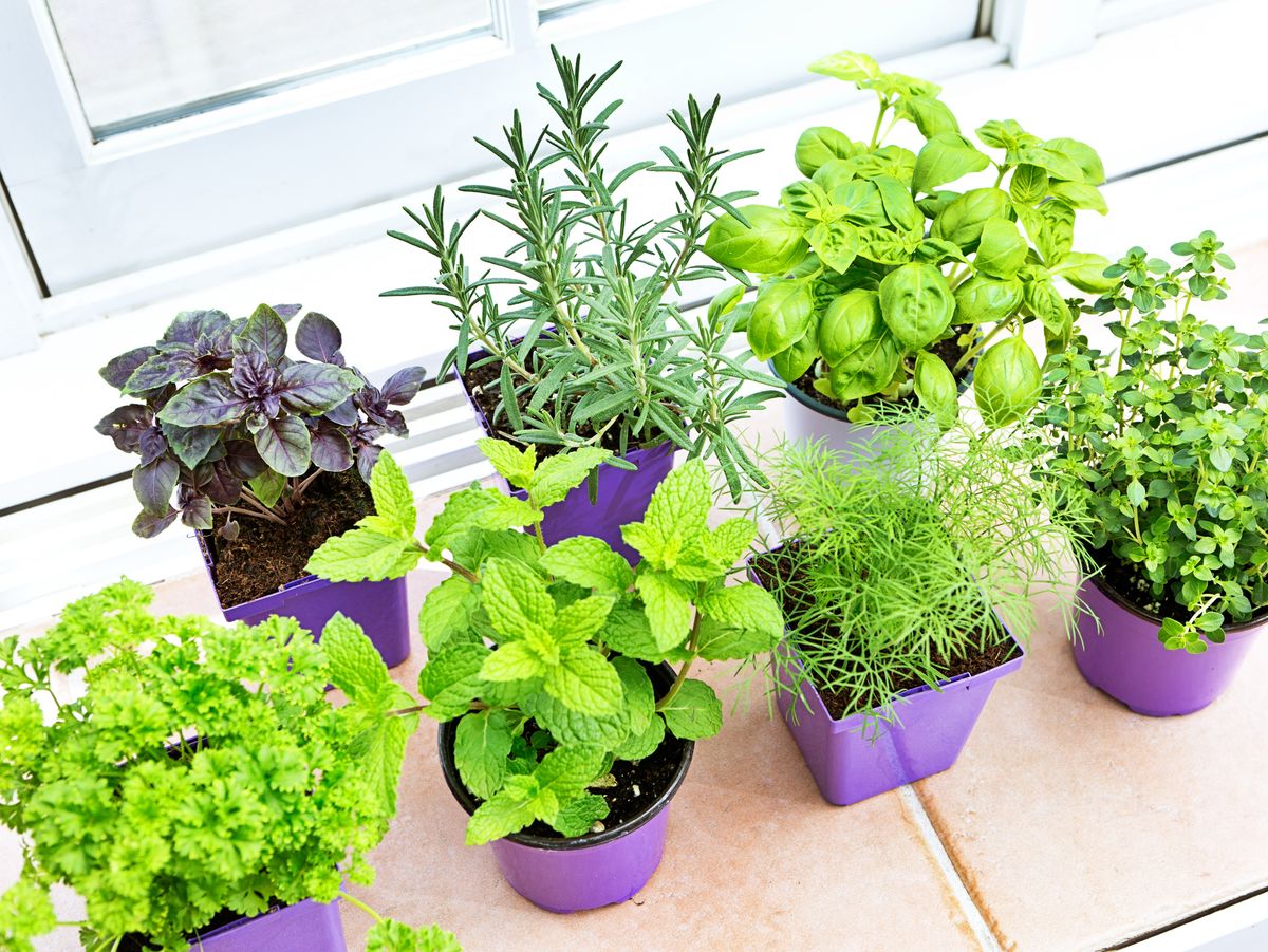 Indoor Garden | DIY Herb Garden