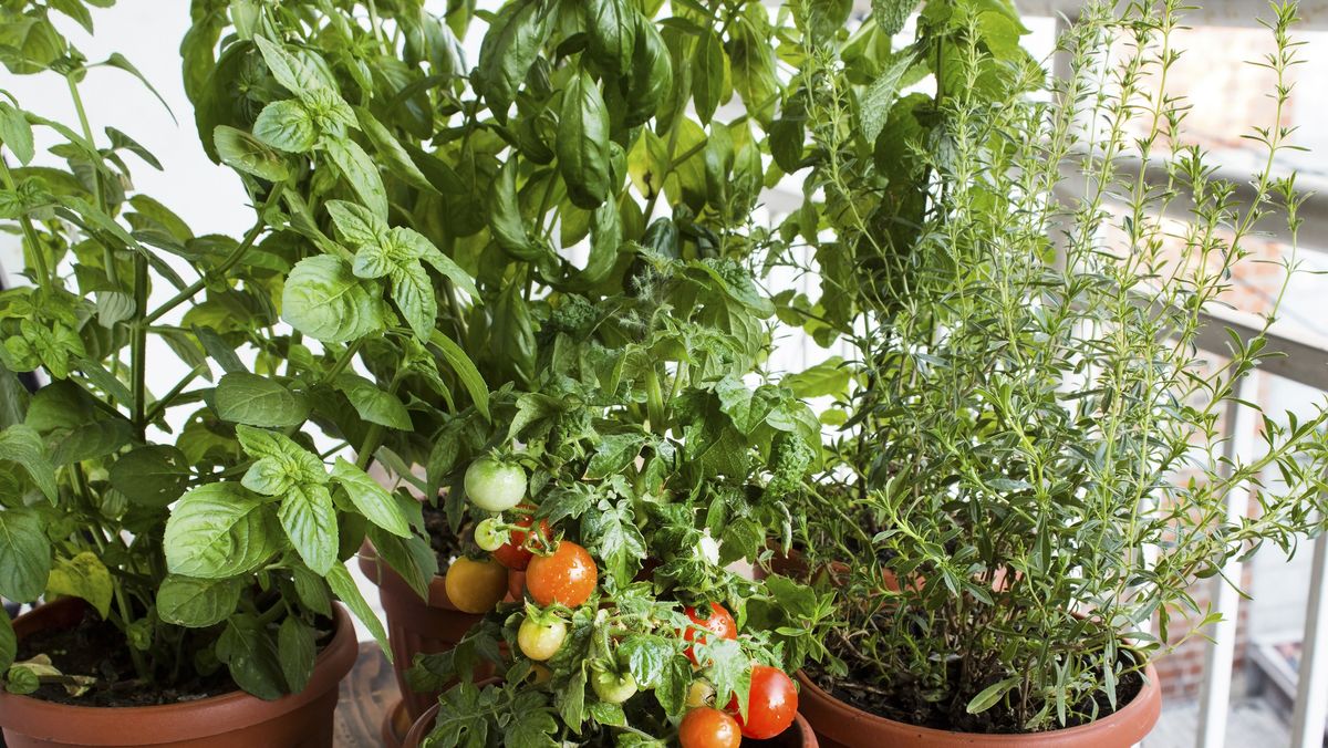 15 Best Container Gardening Vegetables - How to Grow Vegetables in