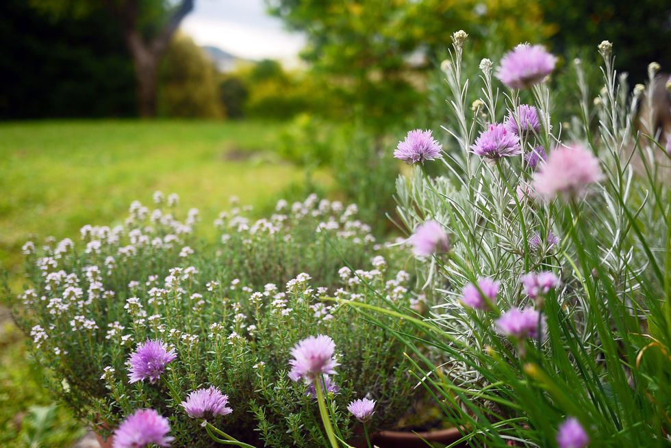 herbal garden with flowering chive and thyme