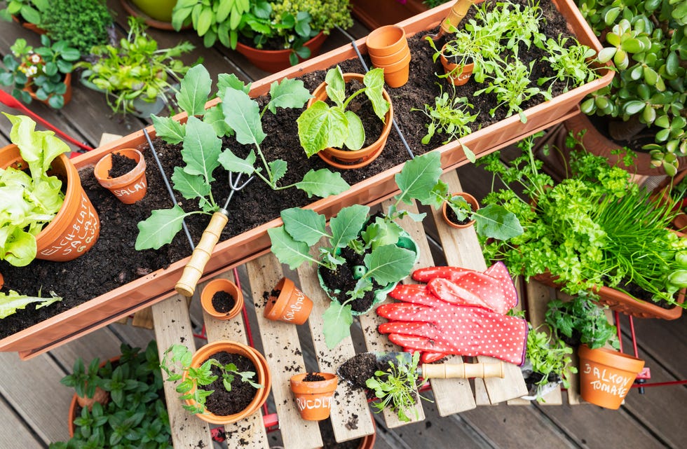 Plant a variety of herbs and vegetables in your balcony garden