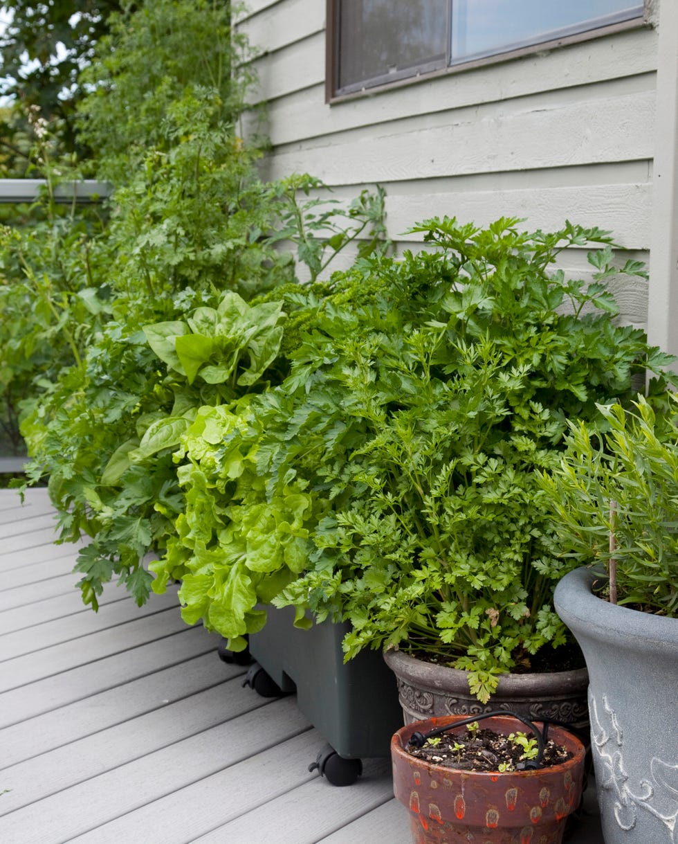 container gardening ideas