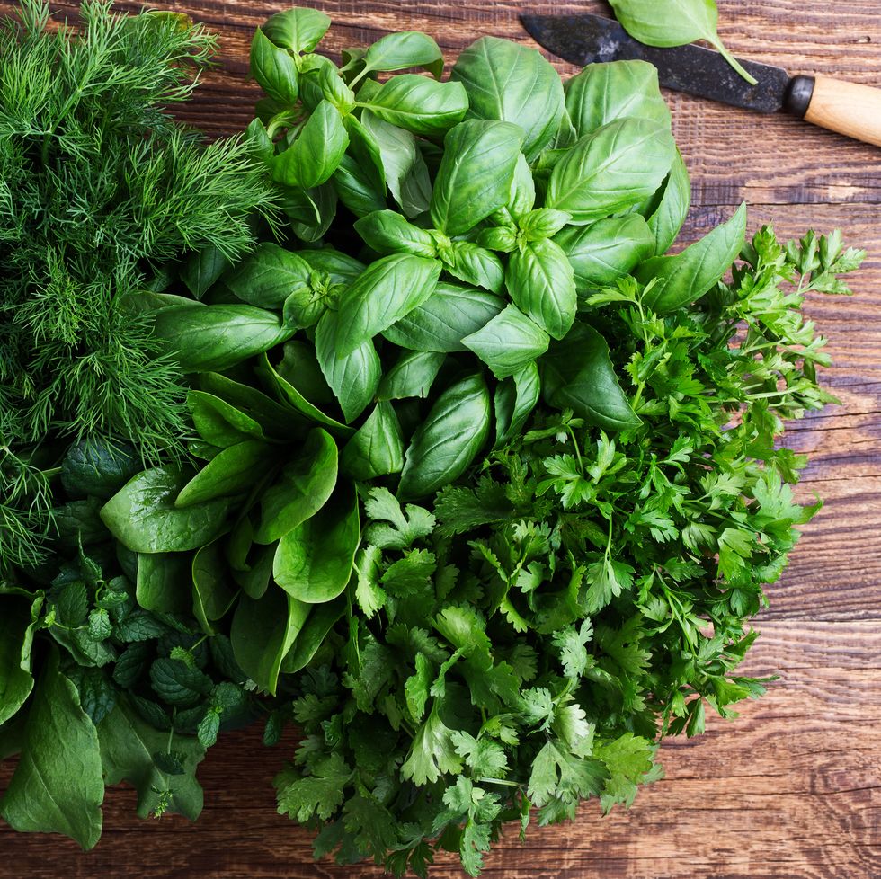 fresh organic aromatic and culinary herbs on rural wooden table viewed from above spinach, sorrel, dill, mint, basil, parsley and cilantro on dark surface