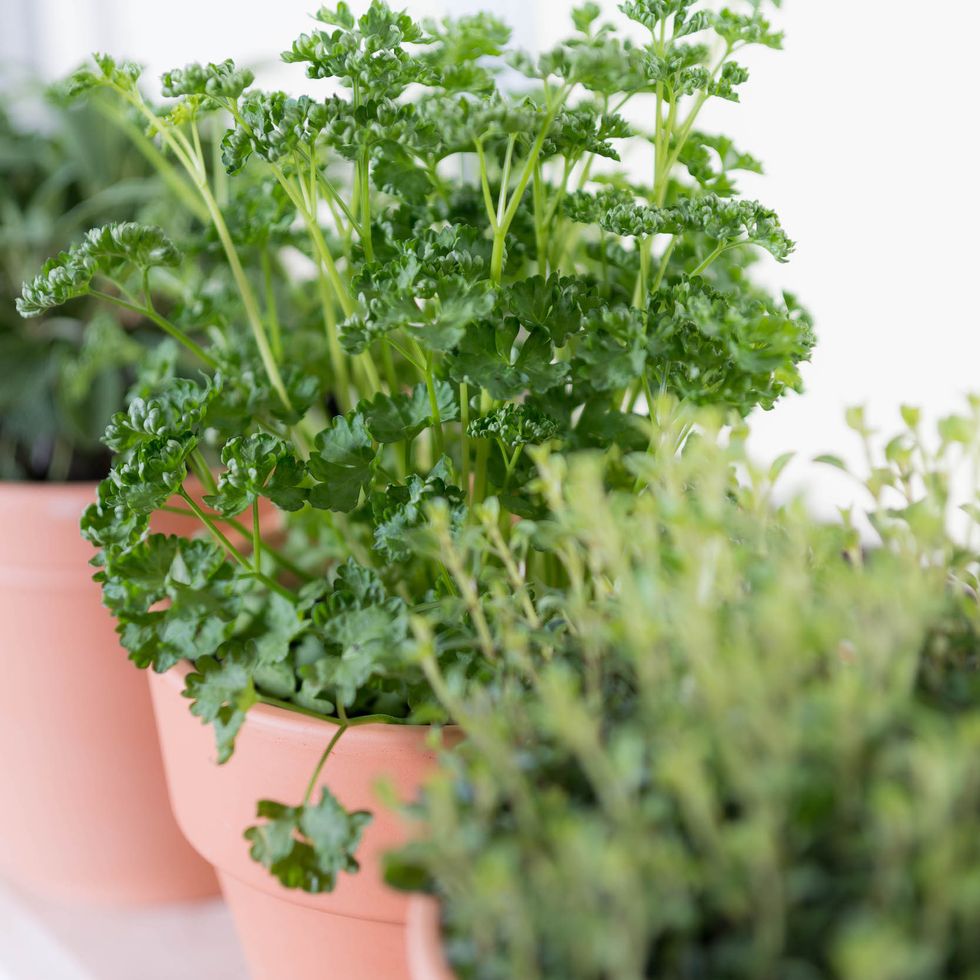 Best Vegetables for Summer Container Gardening - THE SAGE