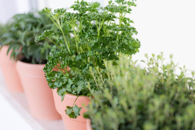 las mejores plantas aromáticas para cocinar