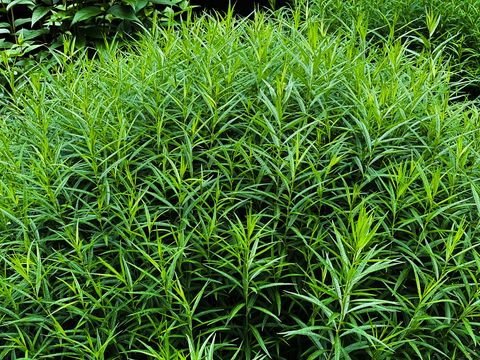 shrub of popular culinary and medicinal herb french tarragon
