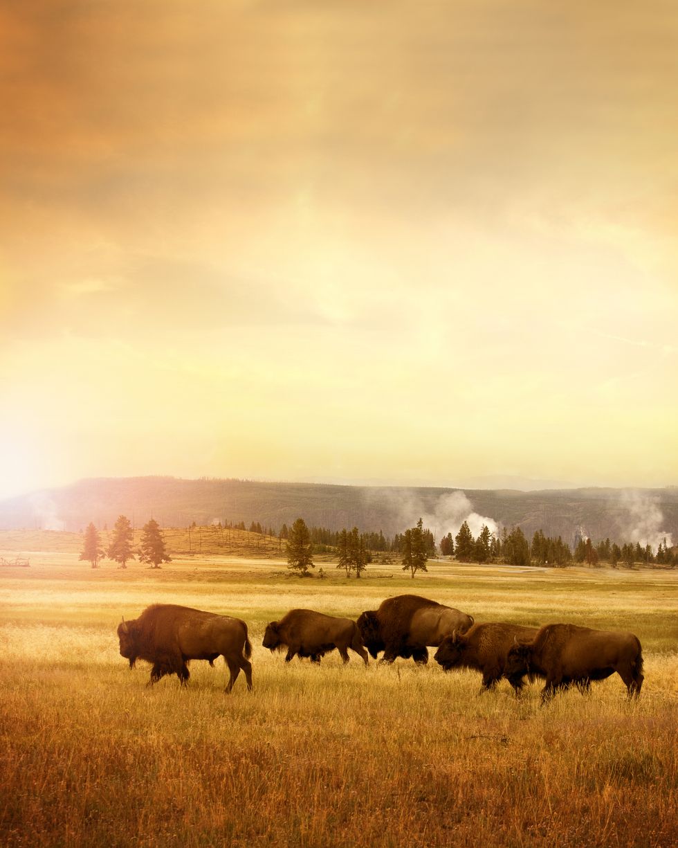 herd of bisons in yellowstone