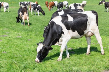 herd of grazing cows on the field