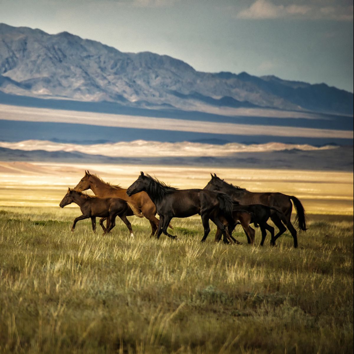 herd of wild horses in kazakhstan
