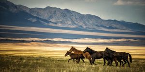 herd of wild horses in kazakhstan