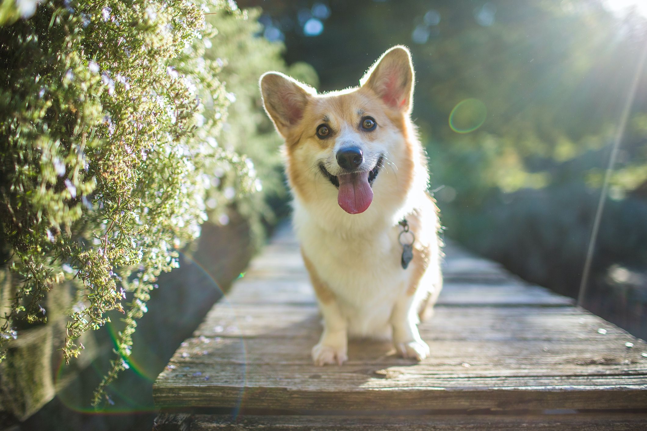 Corgi cow herding fashion