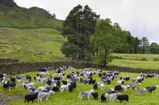 herdwick sheep at thirlmere in the lake district, uk