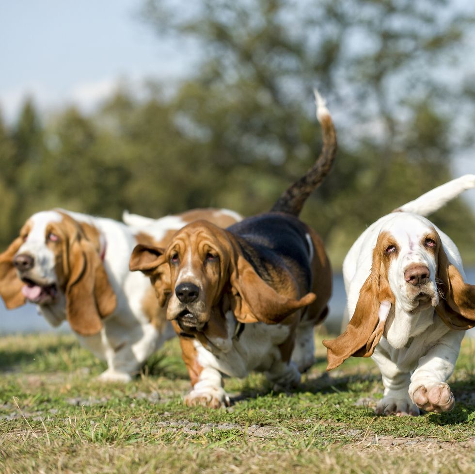 basset hound dogs