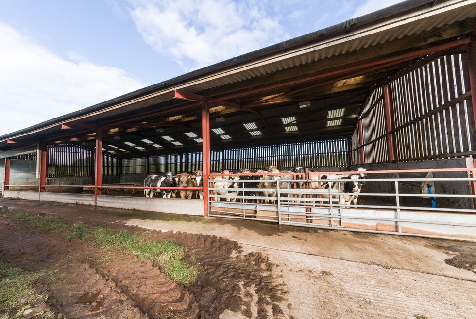 Hesket Farm - Cumbria - cows - Finest Properties