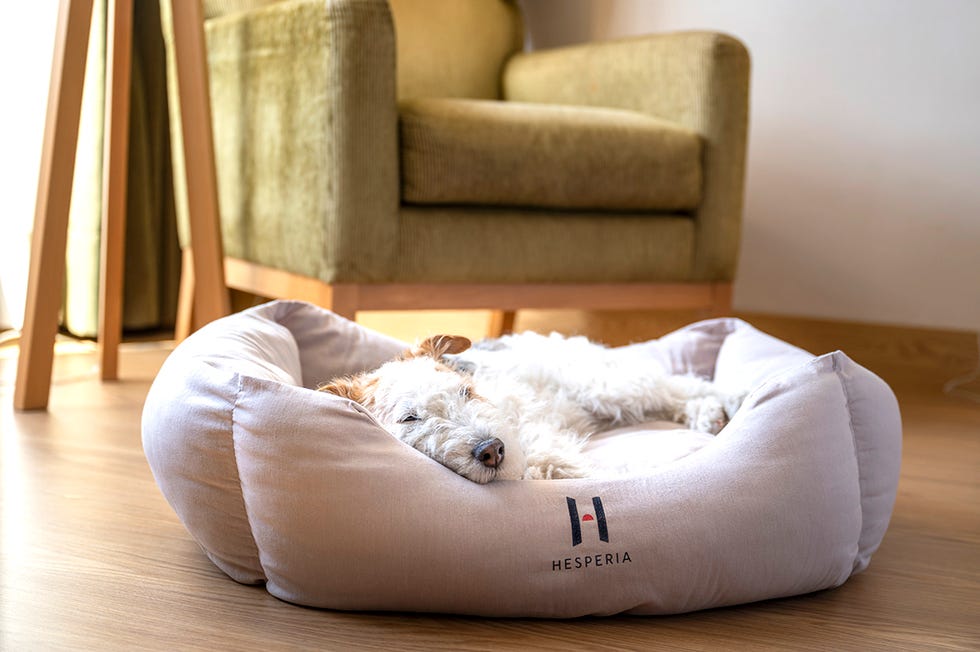 hoteles petfriendly para alojarte con mascotas