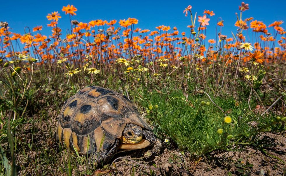Een snavelborstlandschildpad loopt door de befaamde bloemenvelden van Namakwaland die in de ZuidAfrikaanse lente oranje wit en geel kleuren
