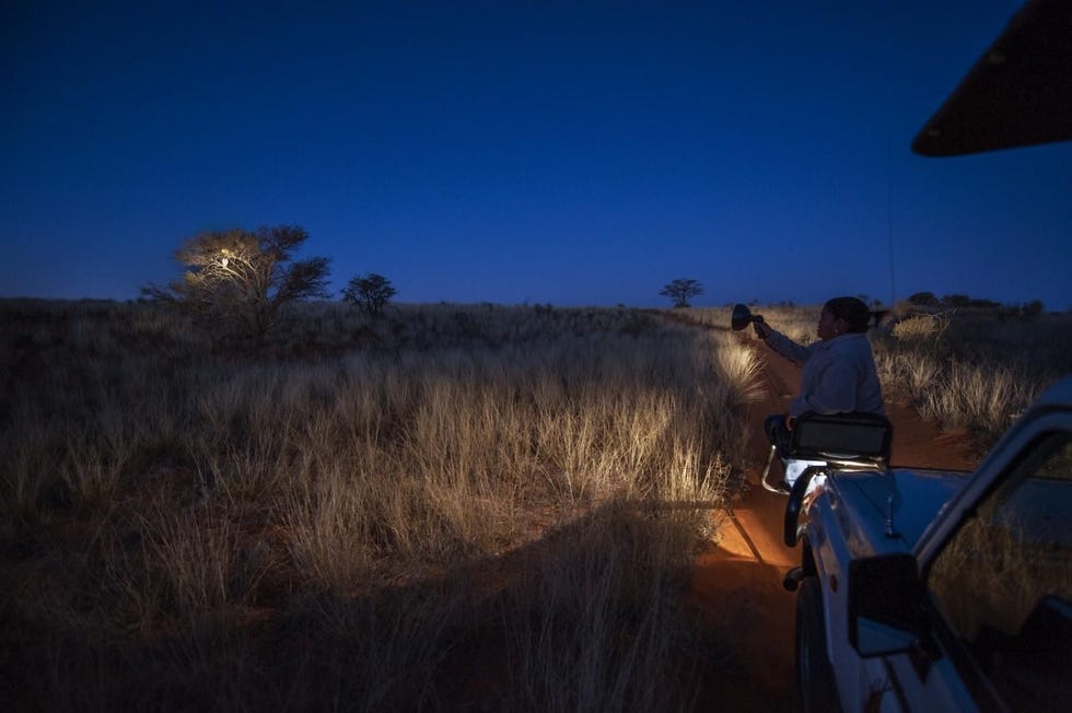 Tijdens een safari in het Kgalagadi Transfrontier Park in het noorden van Noordkaap spot een gids van Xaus Lodge een gevlekte ooruil