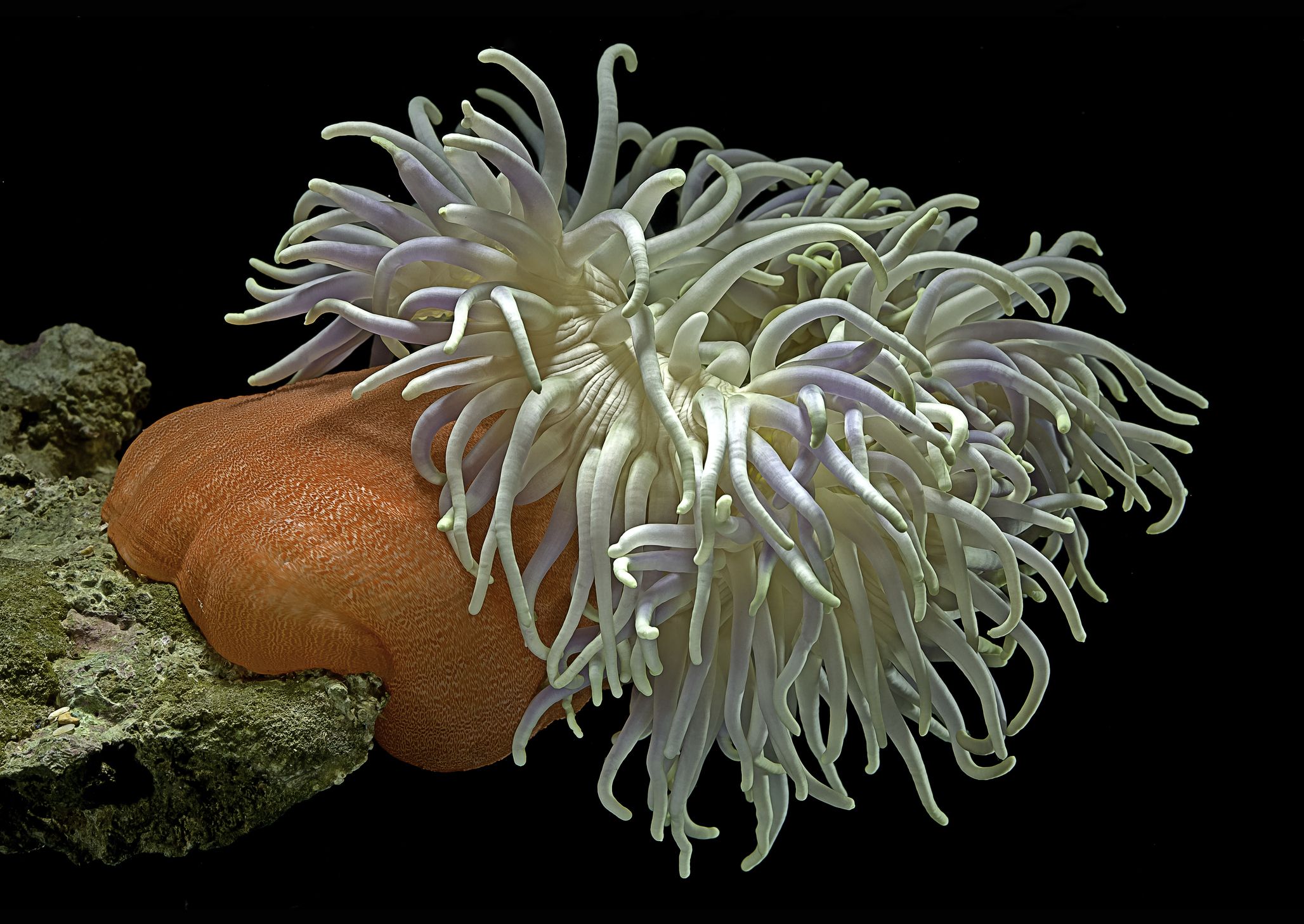 Rare Sea Anemone Fossils Found in Plain Sight