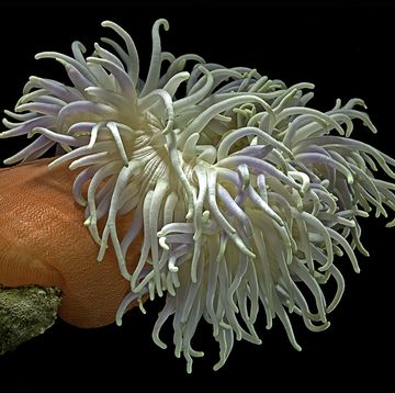 heteractis magnifica magnificent sea anemone, ritteri anemone