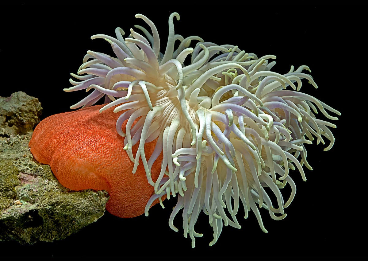 Anemone