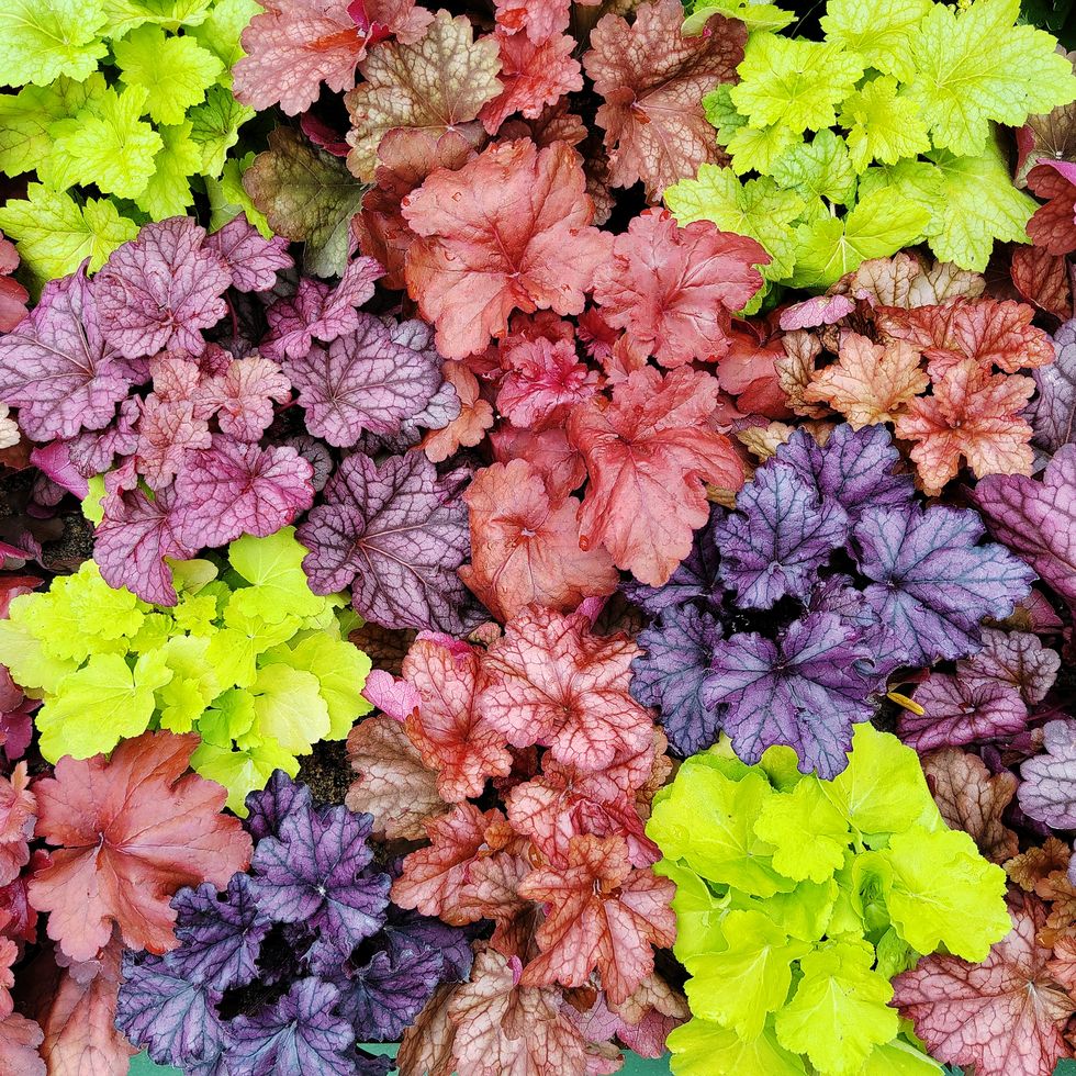 heuchera