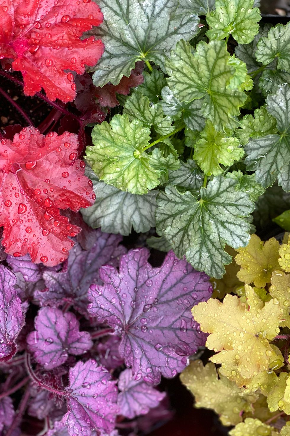 heuchera