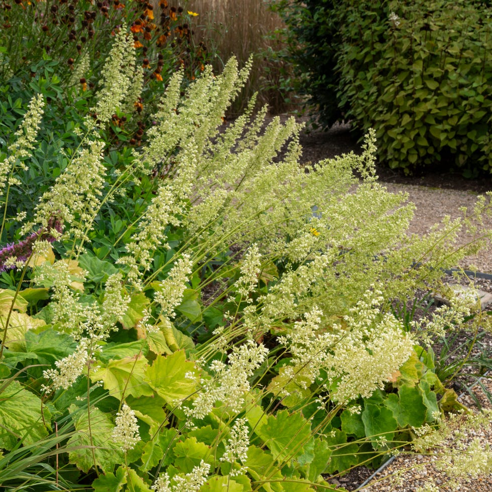 low maintenance landscaping front yard ideas ground covers low maintenance landscaping front yard ideas ground covers