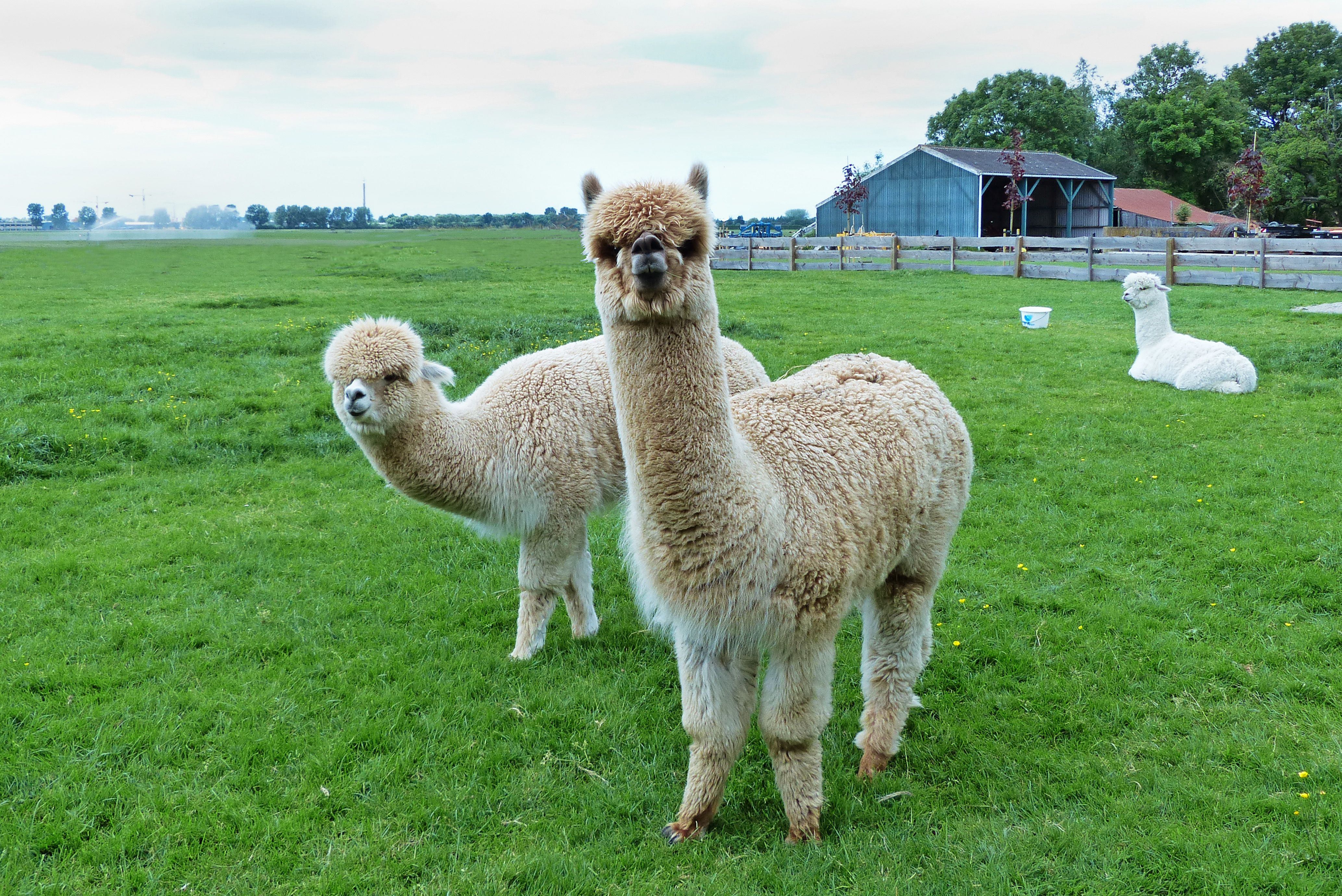 Lijdt alpaca onder zijn eigen populariteit