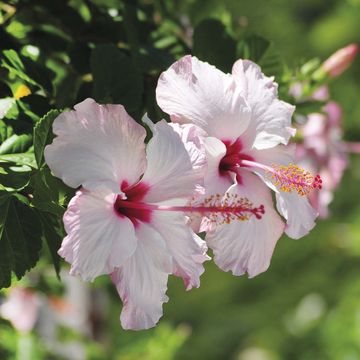 hibisco, una planta con flor y propiedades para la salud