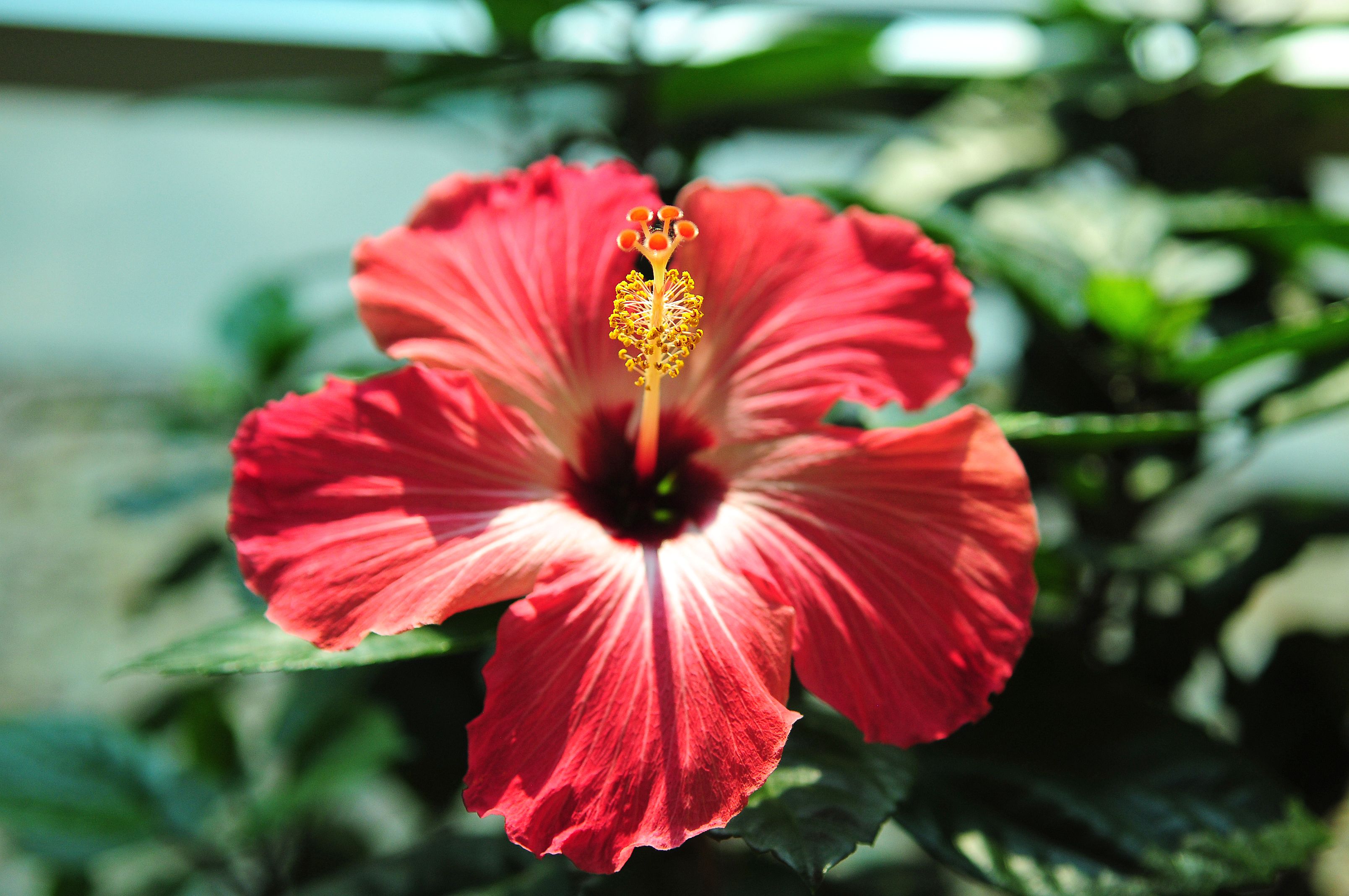 Image of Tropical flowers