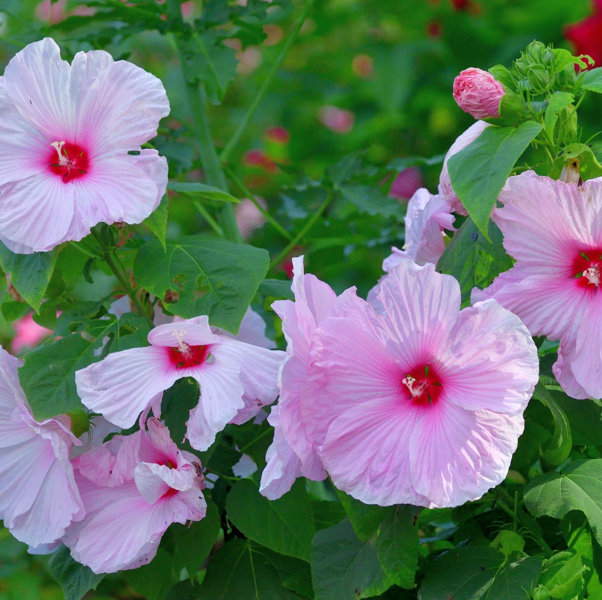 How to Grow Hardy Hibiscus - Hardy Hibiscus Care Tips