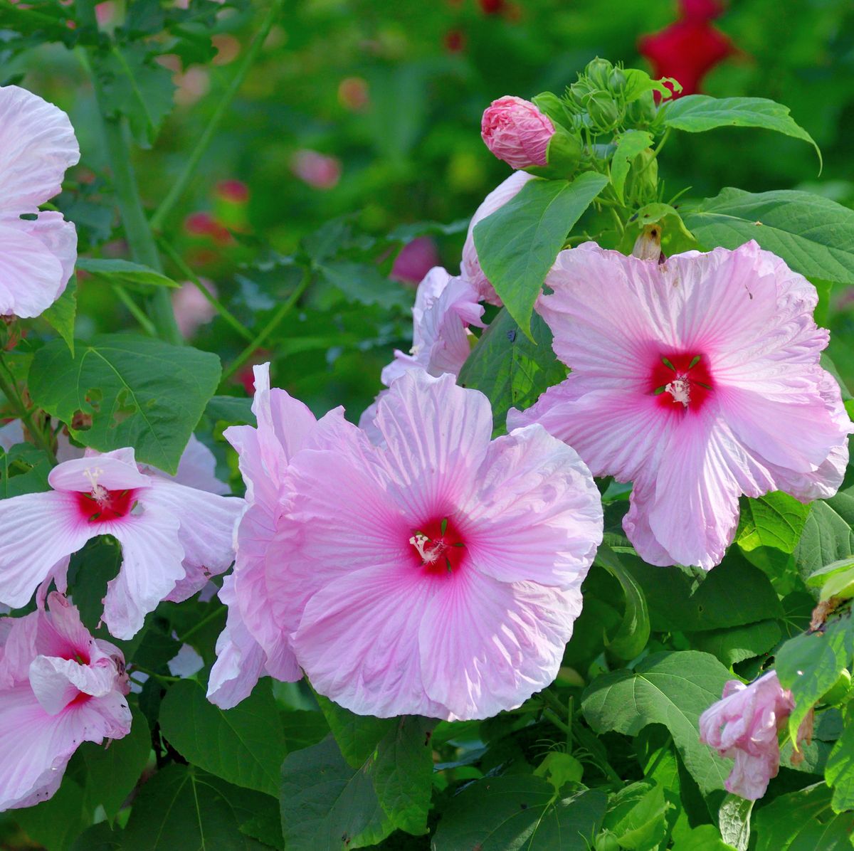 How to Grow Hardy Hibiscus - Hardy Hibiscus Care Tips