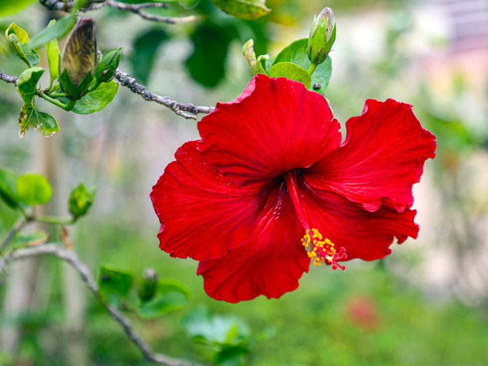 hibiscus