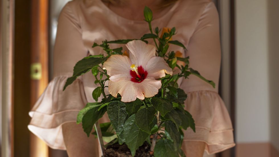 hibiscus
