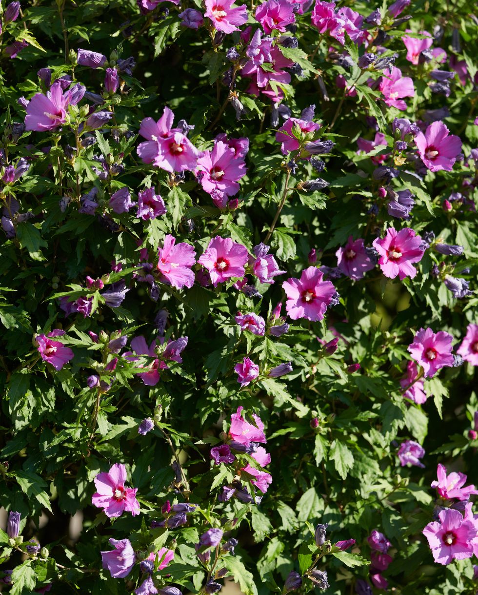 best privacy trees rose of sharon hibiscus syriacus