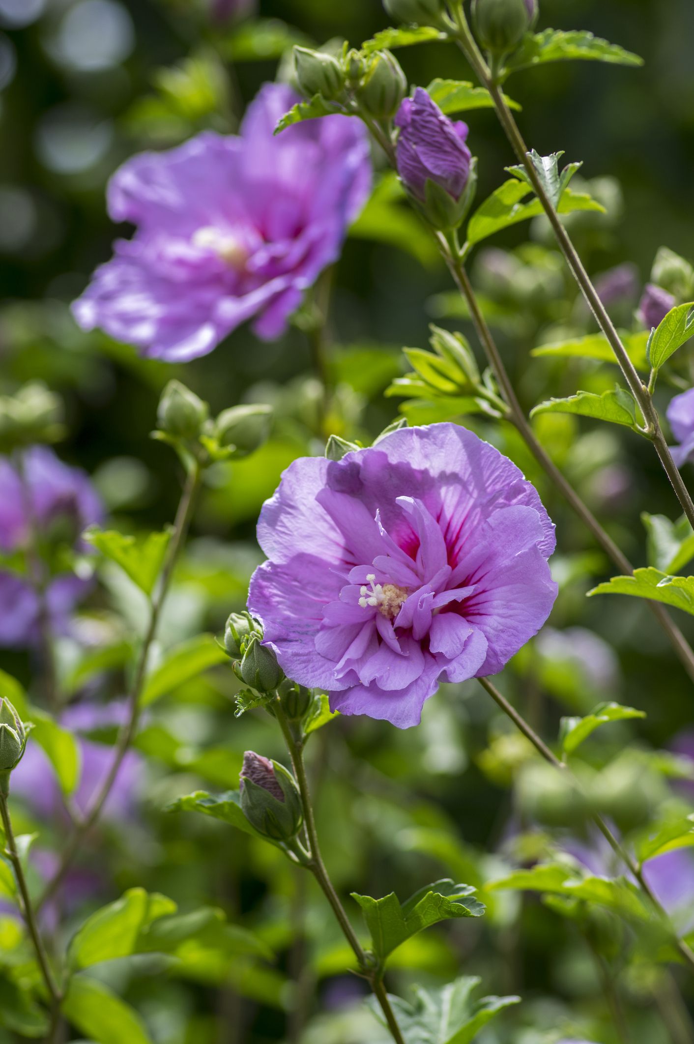 Purple shrubs deals