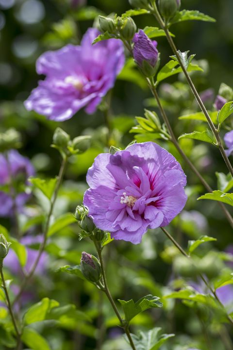 hibiscus syriacus syrian ketmia ornamental flowering plant, violet purple flowers in bloom, green leaves
