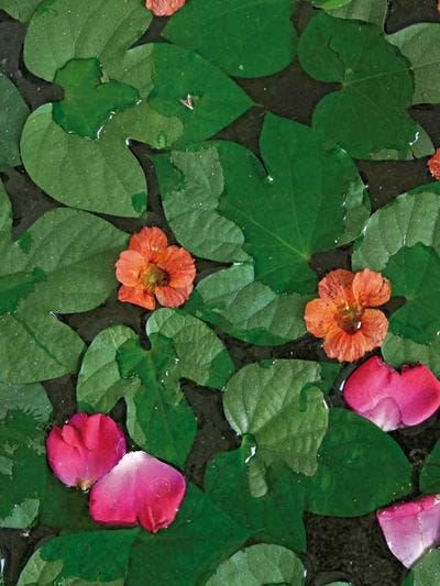 a group of flowers