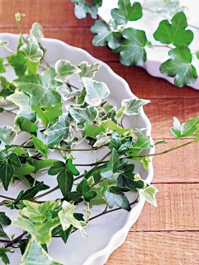 a plant with white flowers