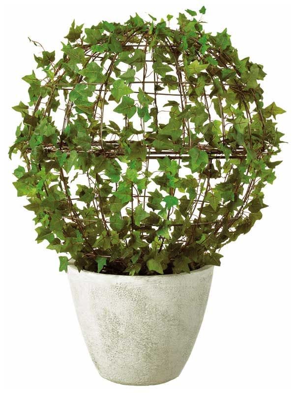 a potted plant with green leaves