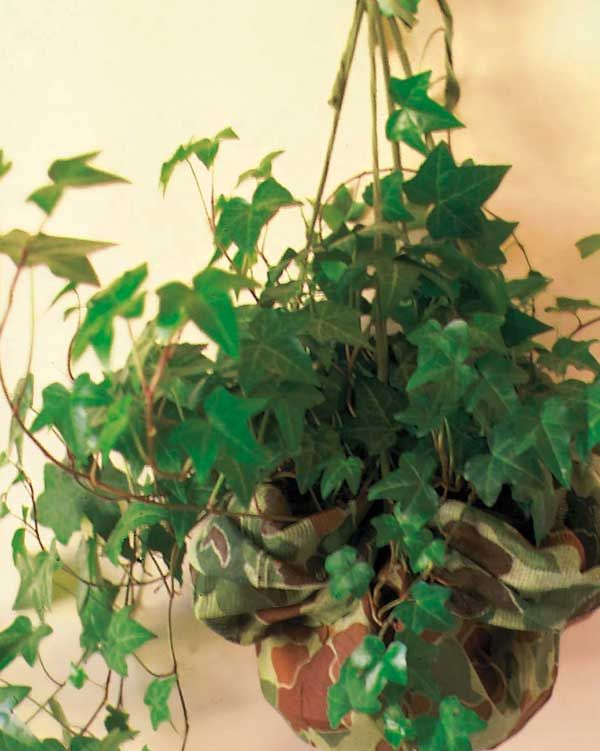 la hiedra es una planta interior perfecta para macetas colgantes suspendidas del techo