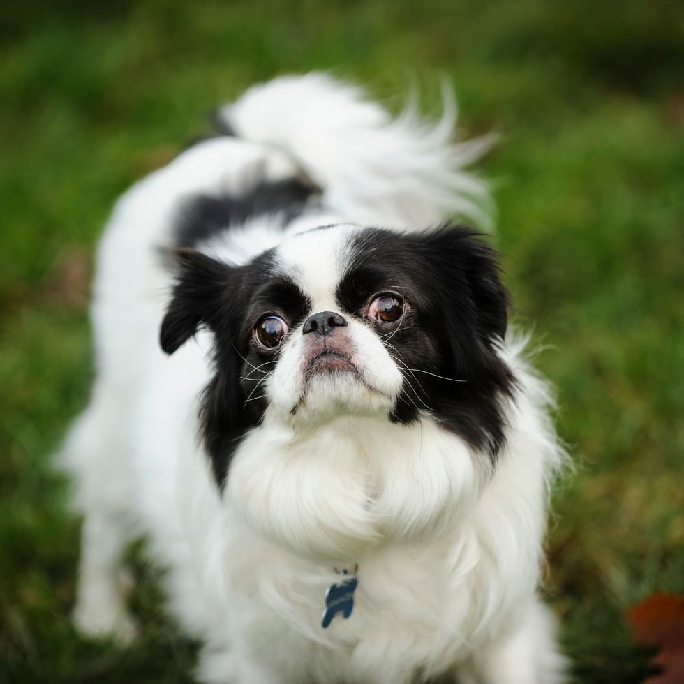 high angle portrait of japanese chin standing on grassy field in park small dog breeds