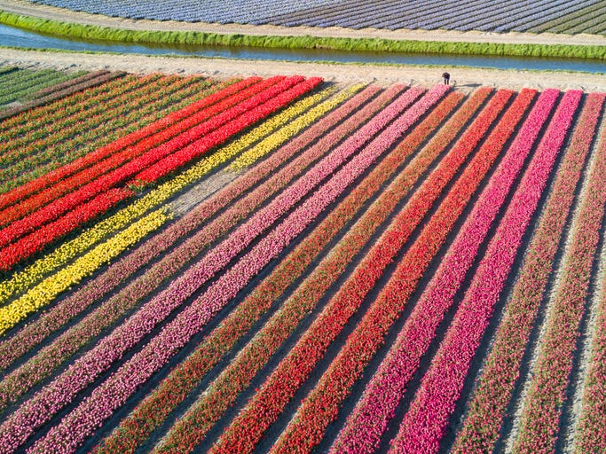 Tulip fields Netherlands