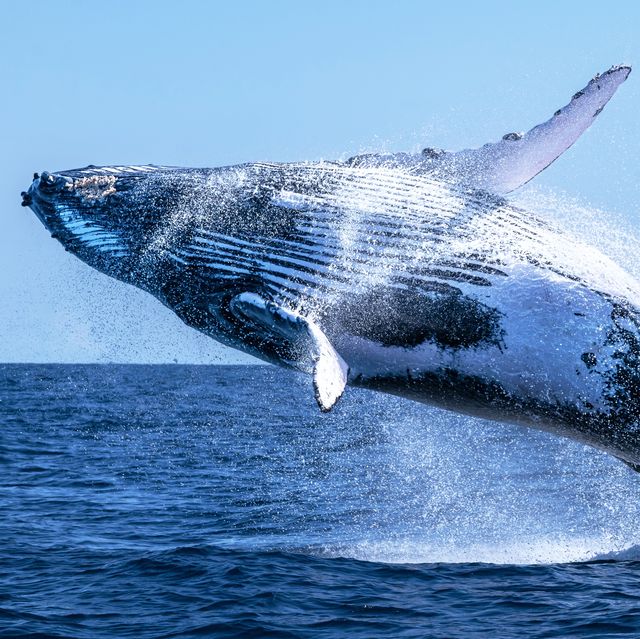 high angle view of humpback whale swimming in sea,mayotte